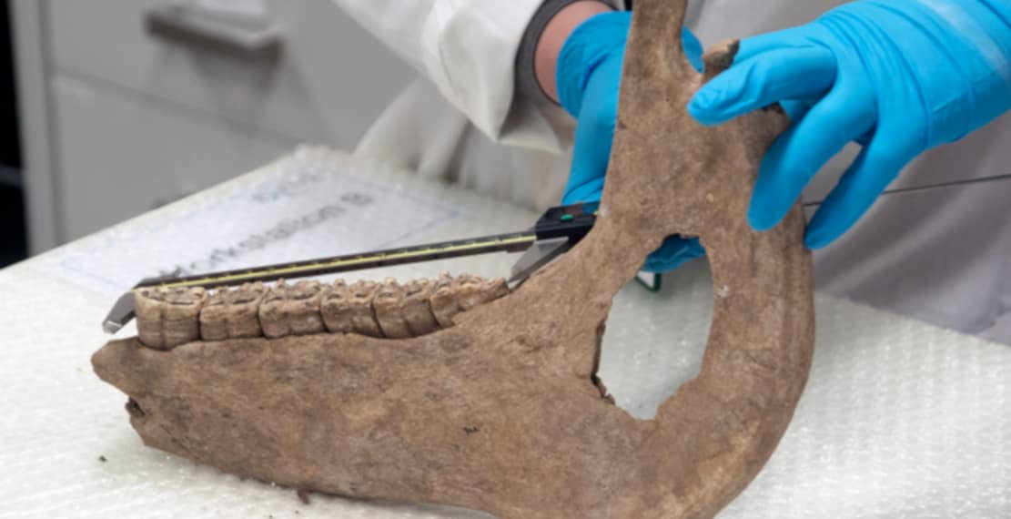 Për shkak të kuajve të mëdhenj të luftës