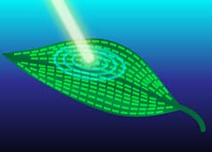 Efektet kuantike të fotosintezës