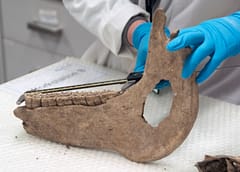 Për shkak të kuajve të mëdhenj të luftës