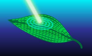 Efektet kuantike të fotosintezës