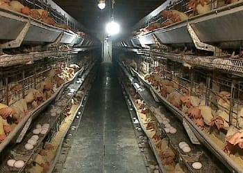 Gripi i shpezëve: Si u fshehën ngordhjet e pulave, dhe numri i tyre në Shqipëri