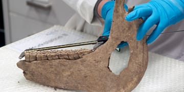 Për shkak të kuajve të mëdhenj të luftës